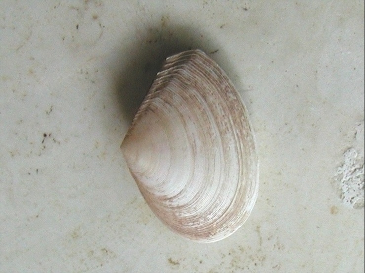 Famiglia Tellinidae